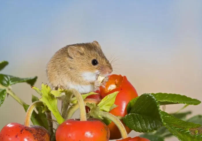 Framed Print : Harvest mouse - feeding on rose hips Bedfordshire UK Framed Print : Harvest mouse - feeding on rose hips Bedfordshire UK
