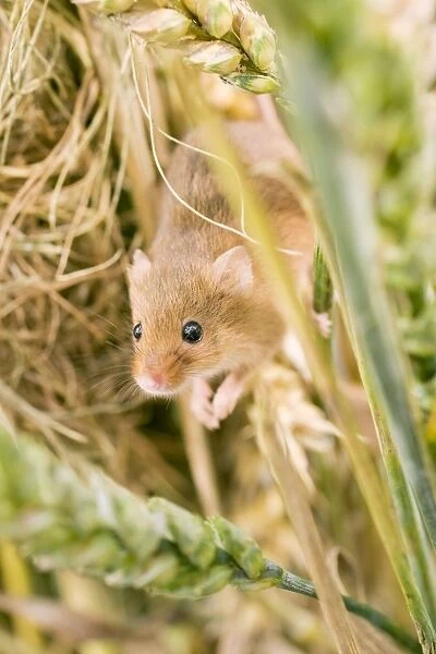 Harvest Mouse female at nest. UK