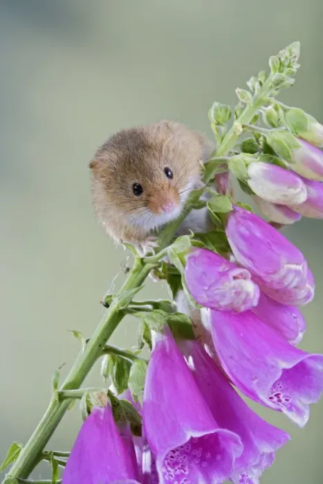 Framed Print : Harvest Mouse - on foxglove 007620 Framed Print : Harvest Mouse - on foxglove 007620