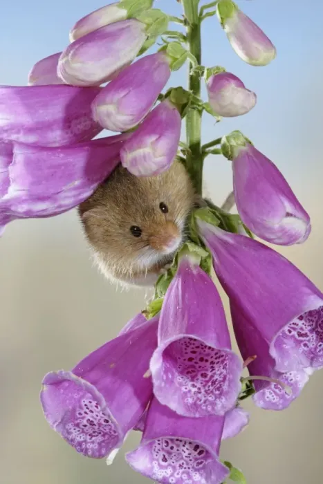 Framed Print : Harvest mouse - on foxglove - Bedfordshire - UK 007634 Framed Print : Harvest mouse - on foxglove - Bedfordshire - UK 007634