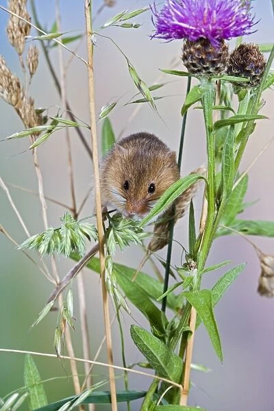 Harvest mouse - in grasses Bedfordshire UK 005866