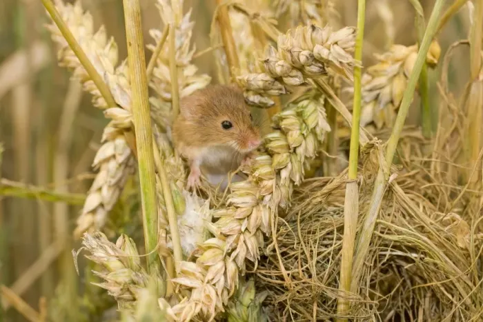 Framed Print : Harvest Mouse - juvenile on top of nest. UK Framed Print : Harvest Mouse - juvenile on top of nest. UK