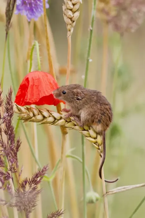 Framed Print : Harvest Mouse - in mixed meadow - Bedfordshire UK 14456 Framed Print : Harvest Mouse - in mixed meadow - Bedfordshire UK 14456