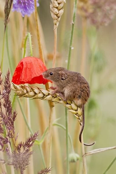 Harvest Mouse - in mixed meadow - Bedfordshire UK 14456