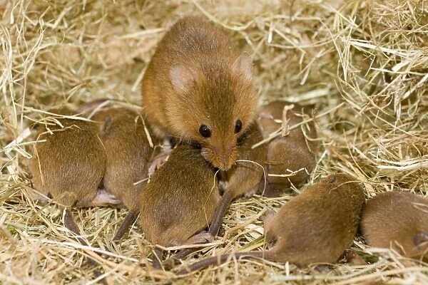 Harvest Mouse - mother with 7 day old mice - in nest