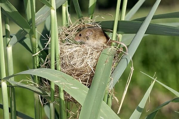 Harvest Mouse - at nest. Alsace France