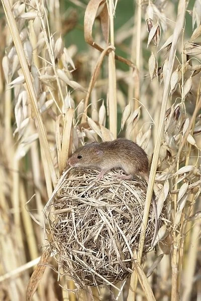 Harvest Mouse - at nest in Oats. Alsace France