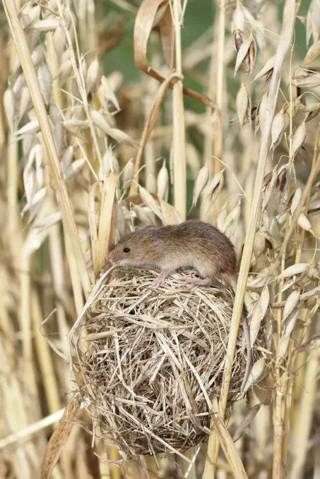 Framed Print : Harvest Mouse - at nest in Oats. Alsace France Framed Print : Harvest Mouse - at nest in Oats. Alsace France