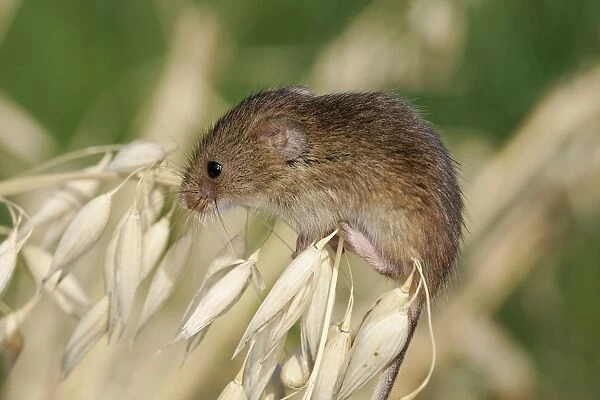Harvest Mouse - on Oats. Alsace France