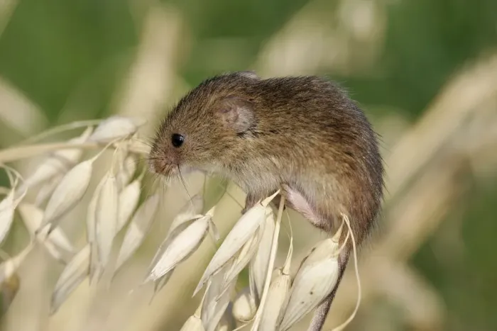 Framed Print : Harvest Mouse - on Oats. Alsace France Framed Print : Harvest Mouse - on Oats. Alsace France