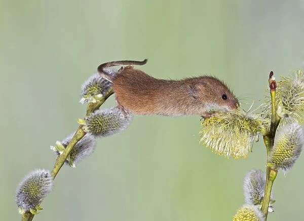 Harvest Mouse - on pussy willow - controlled conditions 12494