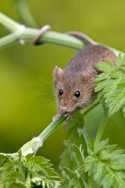 Harvest mouse - showing use of prehensile tail - on stem of cow parsley - taken under controled conditions - Lincolnshire - UK