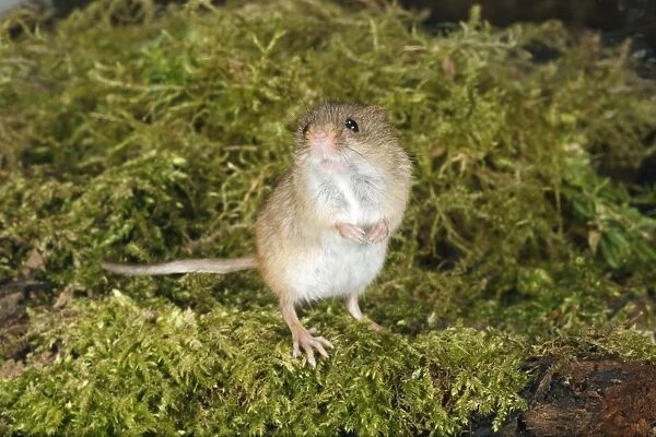 Harvest Mouse - standing on back legs, alert, Lower Saxony. Germany