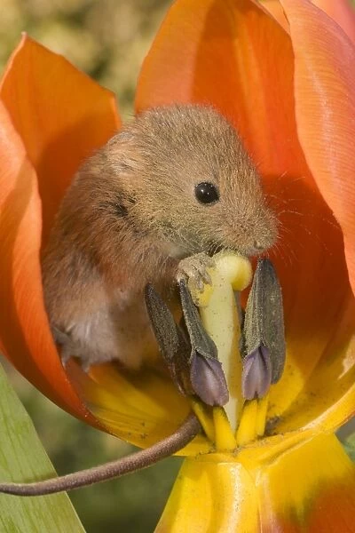 Harvest Mouse - in Tulip flower