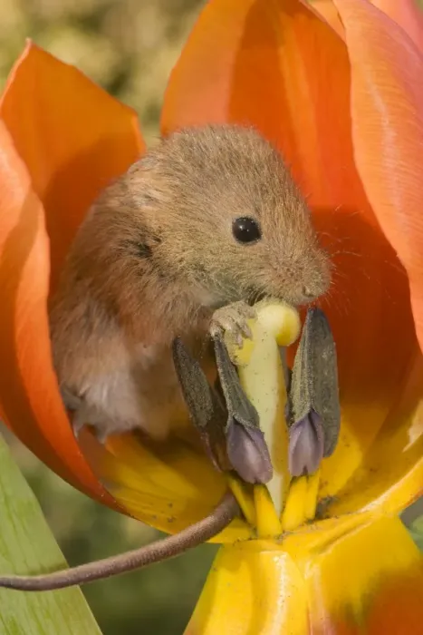 Framed Print : Harvest Mouse - in Tulip flower Framed Print : Harvest Mouse - in Tulip flower