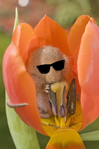 Harvest Mouse, in Tulip flower wearing sunglasses