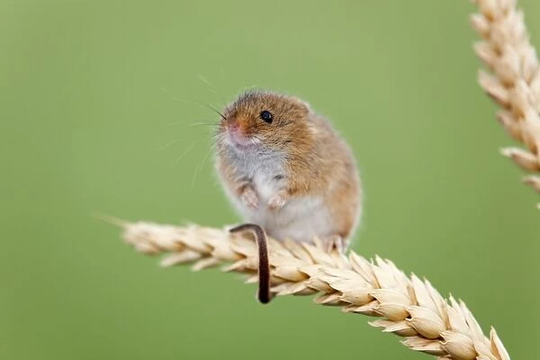 Harvest Mouse - UK - Captive