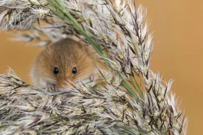 Framed Print : Harvest Mouse - UK - Captive - on Reeds Framed Print : Harvest Mouse - UK - Captive - on Reeds