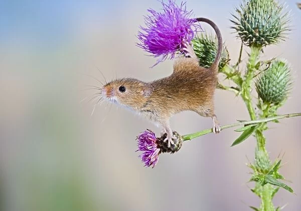 Harvest mouse - upright on thistle using tail to grip Bedfordshire UK