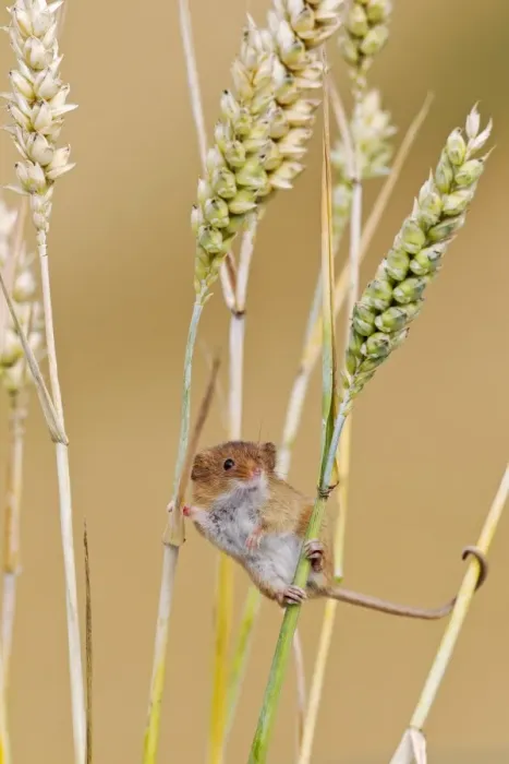 Framed Print : Harvest Mouse - in wheat - Bedfordshire UK 14409 Framed Print : Harvest Mouse - in wheat - Bedfordshire UK 14409