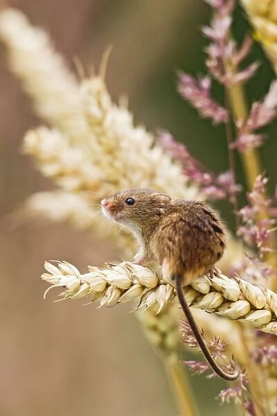 Harvest Mouse - in wheat - Bedfordshire UK 14448