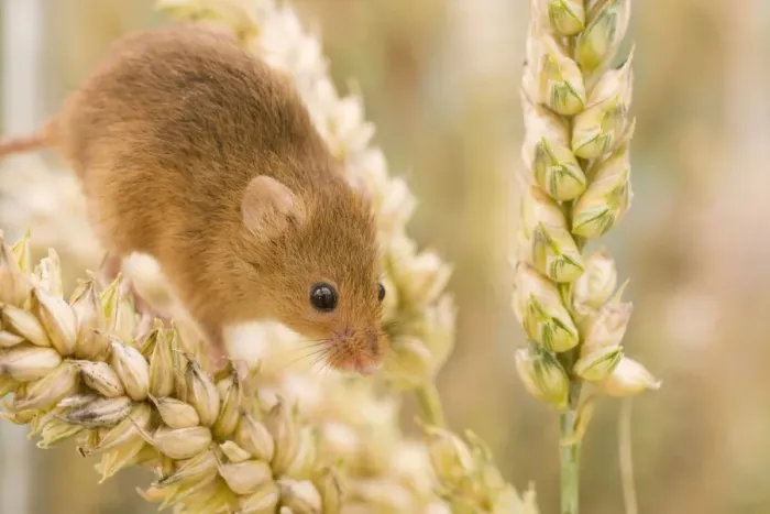 Framed Print : Harvest Mouse on wheat. UK Framed Print : Harvest Mouse on wheat. UK
