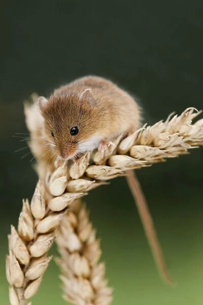 Harvest Mouse - on wheat - UK
