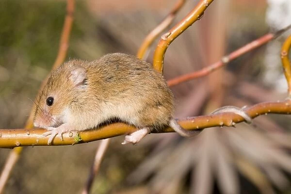 Harvest Mouse - on willow stem - showing use of semi prehensile tail