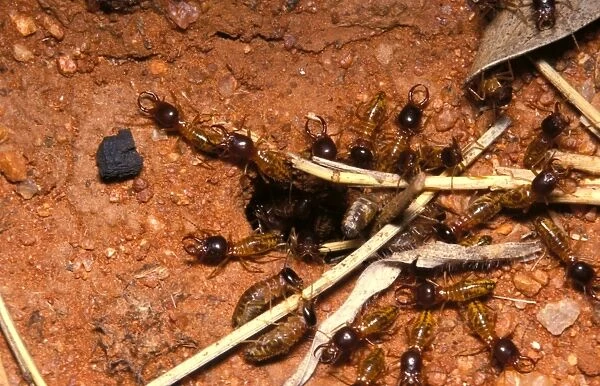 Harvester termites - workers bringing grass to underground nest while soldiers keep watch