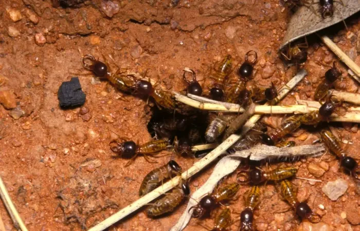 Framed Print : Harvester termites - workers bringing grass to underground nest while soldiers keep watch