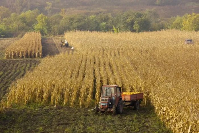 Framed Print : Harvesting maize, or corn, in autumn, near Saschiz; in the saxon villages area, Transylvania, Romania Framed Print : Harvesting maize, or corn, in autumn, near Saschiz; in the saxon villages area, Transylvania, Romania