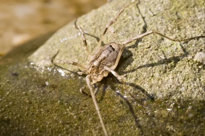 Framed Print : Harvestman - drinking - UK Framed Print : Harvestman - drinking - UK