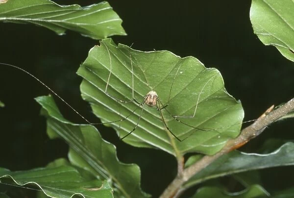 Harvestman Spider - under Beech leaf. UK
