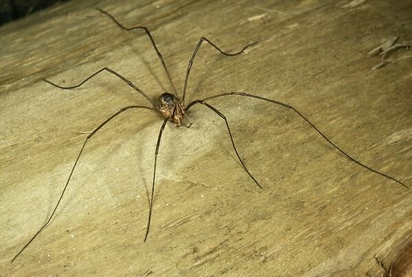 Harvestman Spider - Male - UK