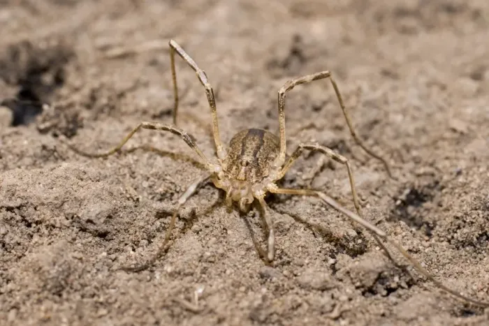 Framed Print : Harvestman - UK Framed Print : Harvestman - UK