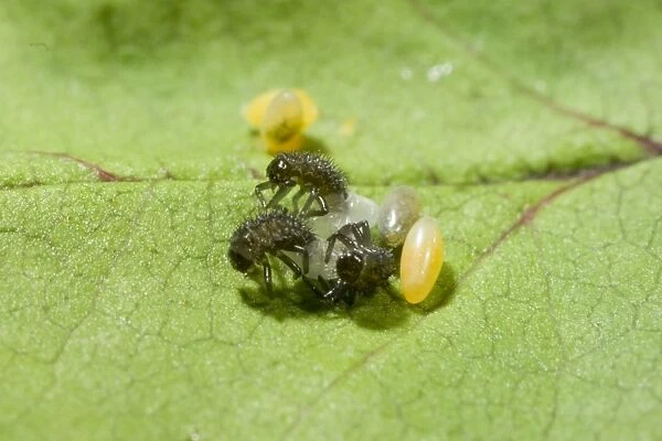 Hatching Harlequin Ladybird larvae - UK