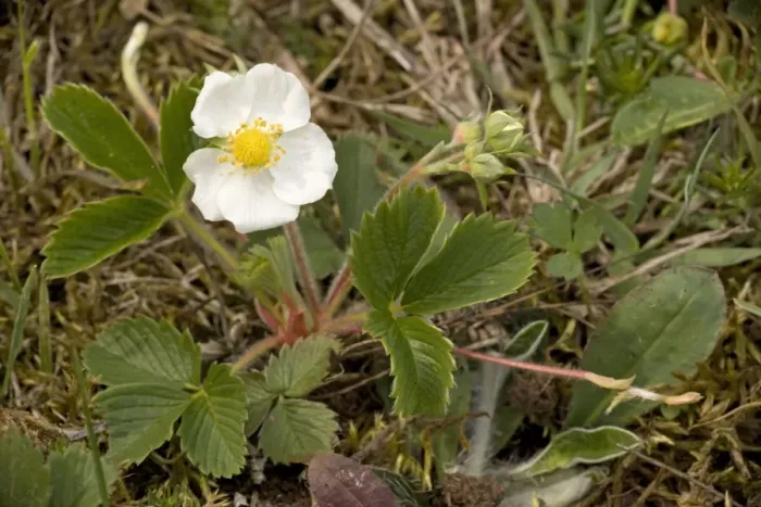 Framed Print : Hautbois strawberry (Fragaria moschata); Sweden Framed Print : Hautbois strawberry (Fragaria moschata); Sweden
