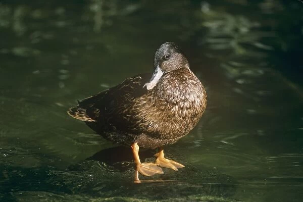 Hawaiian Duck - male