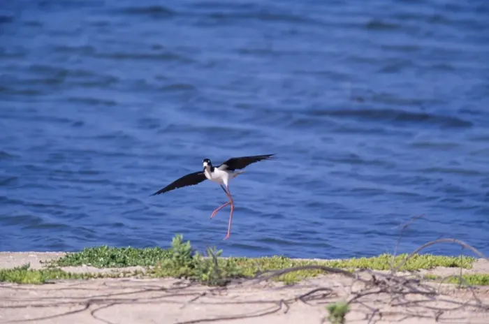 Framed Print : Hawaiian Stilt - Landing (Hawaiian endemic Kuaua'i Island, Hawaii)