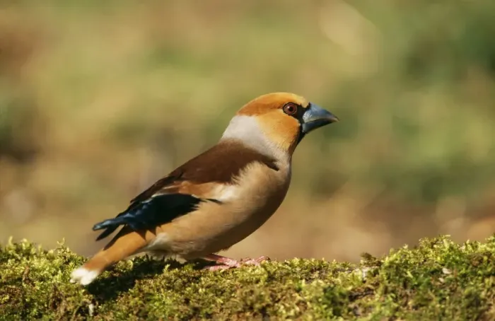 Framed Print : Hawfinch ME 108 Coccothraustes coccothraustes © Johan De Meester / ARDEA LONDON Framed Print : Hawfinch ME 108 Coccothraustes coccothraustes © Johan De Meester / ARDEA LONDON
