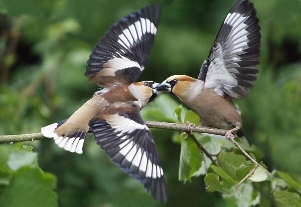 Hawfinch, 2 birds fighting over food, Lower Saxony, Germany