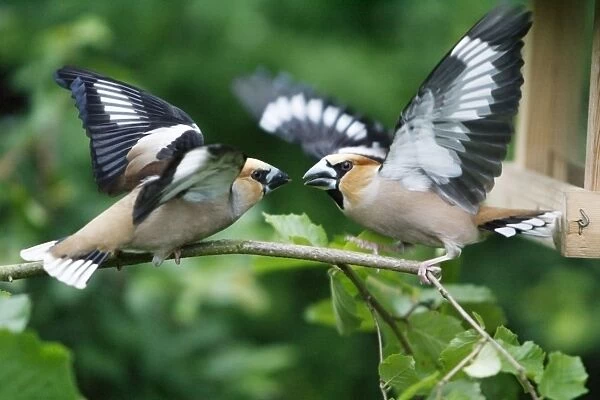 Hawfinch, 2 birds fighting over food, Lower Saxony, Germany