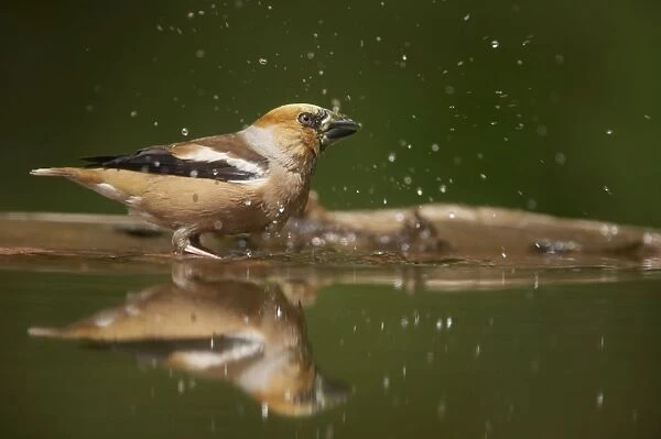Hawfinch - Bathing in forest pool Coccothraustes coccothraustes Hungary BI016048