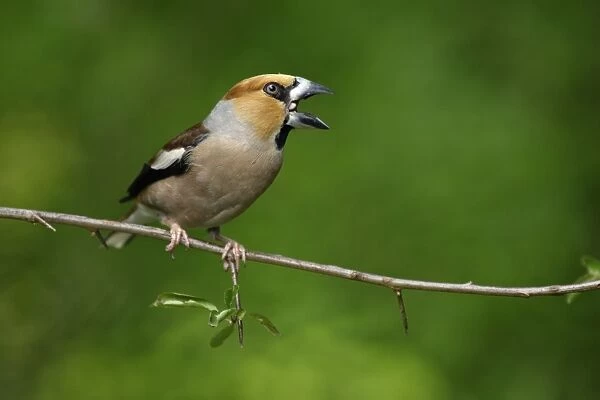 Hawfinch - cracking seed with its bill, Lower Saxony, Germany