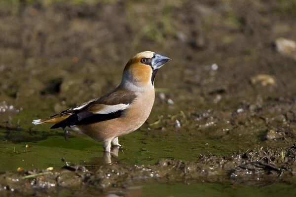 Hawfinch - drinking from a puddle on a track way - May - Breckland - Norfolk - U. K
