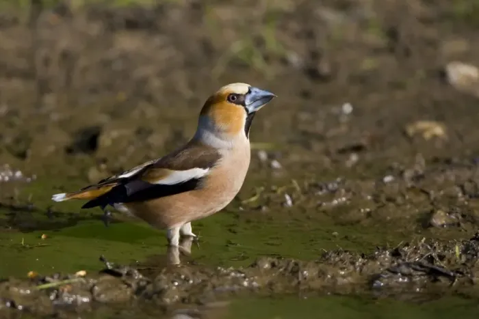 Framed Print : Hawfinch - drinking from a puddle on a track way - May - Breckland - Norfolk - U. K Framed Print : Hawfinch - drinking from a puddle on a track way - May - Breckland - Norfolk - U. K