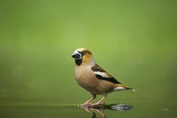Hawfinch - At forest pool Coccothraustes coccothraustes Hungary BI016081
