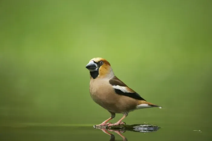 Framed Print : Hawfinch - At forest pool Coccothraustes coccothraustes Hungary BI016081 Framed Print : Hawfinch - At forest pool Coccothraustes coccothraustes Hungary BI016081
