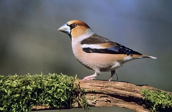 Hawfinch - Male