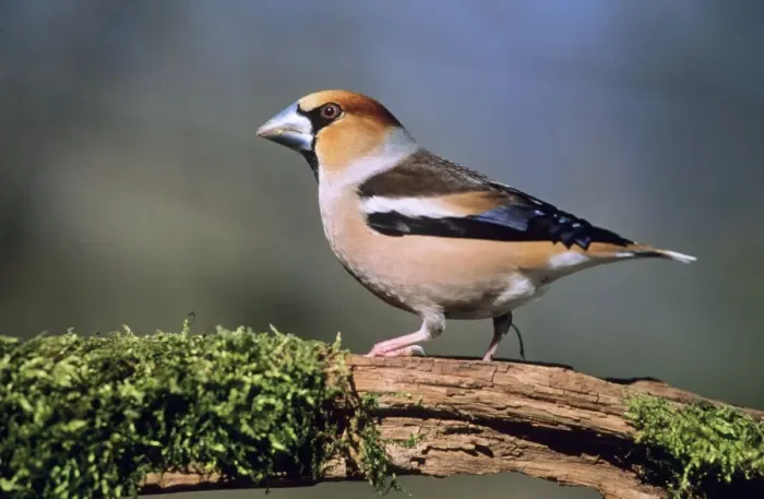 Framed Print : Hawfinch - Male Framed Print : Hawfinch - Male